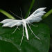 White Plume Moth - Photo (c) bramblejungle, some rights reserved (CC BY-NC)