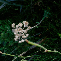 Pseudognaphalium undulatum