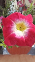 Petunia