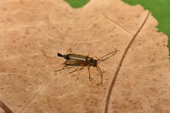 Grammoptera ustulata