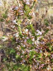 Andersonia
