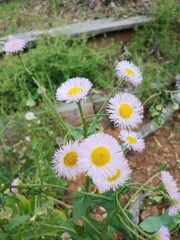 Erigeron