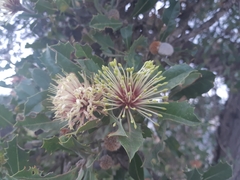 Banksia ilicifolia