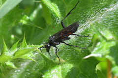 Macrophya annulata