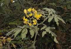 Solanum ochranthum