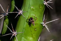 Leptoglossus subauratus