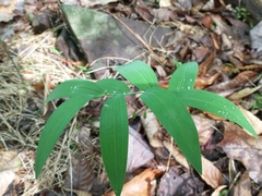Polygonatum biflorum biflorum