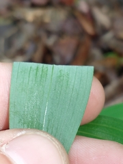 Polygonatum biflorum biflorum