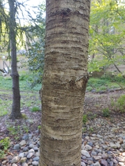 Prunus pendula