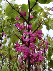 Cercis