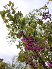 Cercis