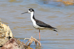 Himantopus mexicanus