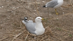 Larus delawarensis