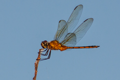 Brachymesia