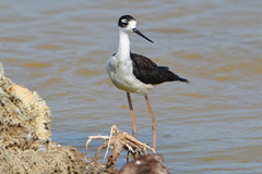 Himantopus mexicanus