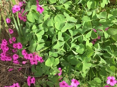 Oxalis