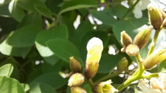 Cordia boissieri