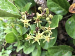 Parsonsia alboflavescens