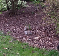 Sciurus carolinensis