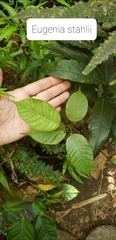 Eugenia stahlii