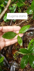 Eugenia stahlii