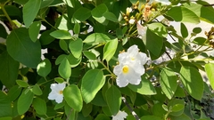 Cordia boissieri