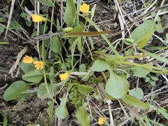 Lapsanastrum apogonoides