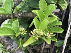 Parsonsia alboflavescens