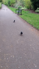Columba livia domestica