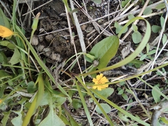 Lapsanastrum apogonoides