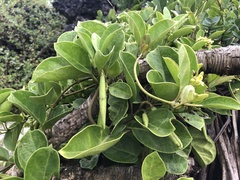 Parsonsia alboflavescens