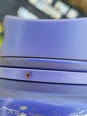 Amblyomma americanum