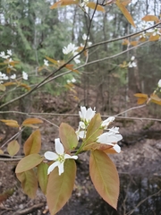 Amelanchier × neglecta