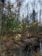 Amelanchier × neglecta