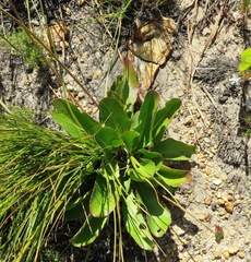 Gerbera crocea