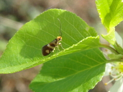 Micropterix maschukella
