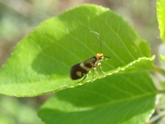 Micropterix maschukella
