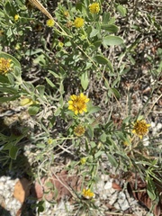 Borrichia frutescens image