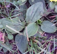 Plantago major