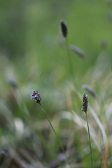 Sesleria albicans