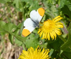 Anthocharis cardamines