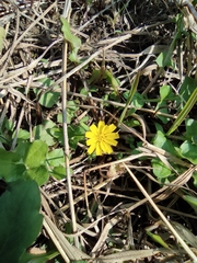 Lapsanastrum apogonoides