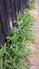 Hyacinthoides × massartiana