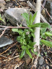 Eupatorium perfoliatum
