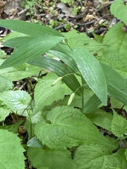 Polygonatum biflorum biflorum