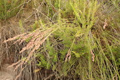 Rhodocoma fruticosa