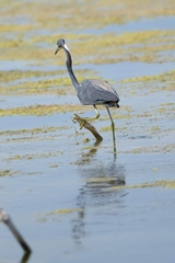 Egretta tricolor image