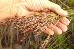 Rhodocoma fruticosa
