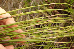 Rhodocoma fruticosa