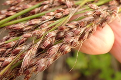 Rhodocoma fruticosa